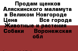 Продам щенков Аляскинского маламута в Великом Новгороде › Цена ­ 5 000 - Все города Животные и растения » Собаки   . Воронежская обл.